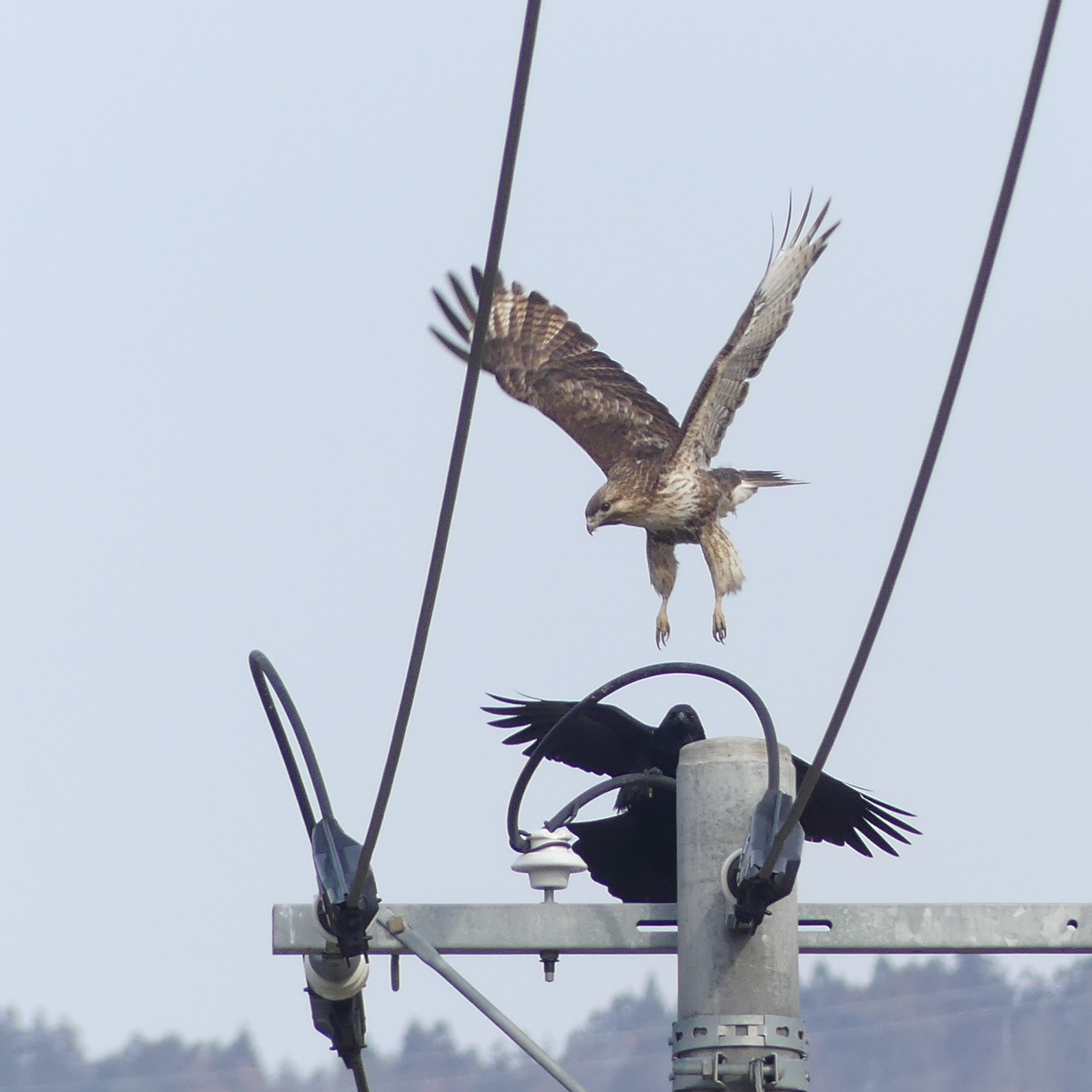 ノスリとカラス
