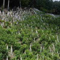 赤川の上流