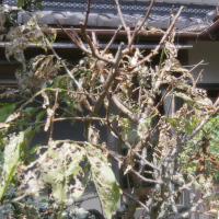 梅とみの虫